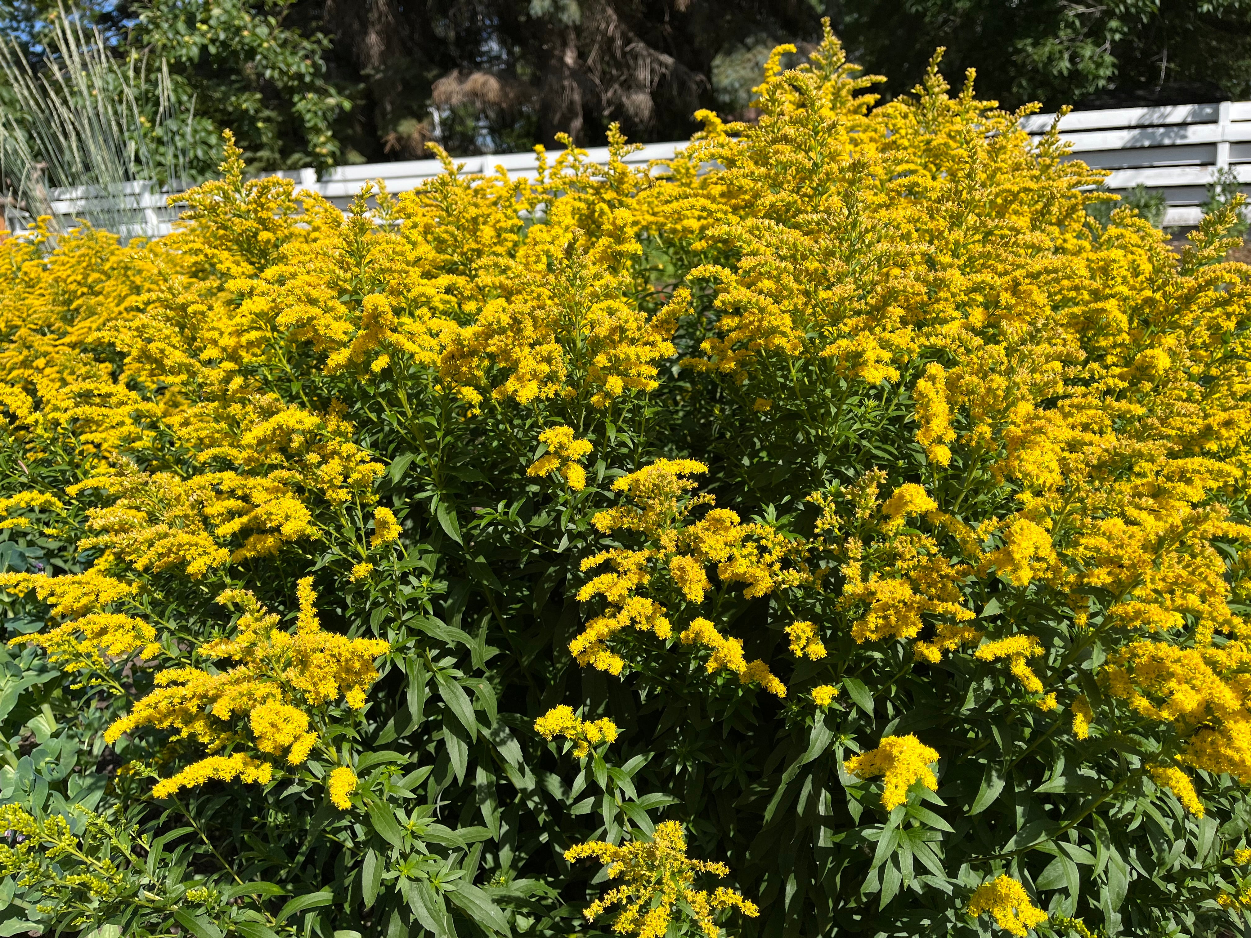 Solidago - Canada Goldenrod