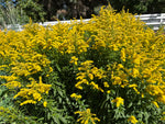 Load image into Gallery viewer, Solidago - Canada Goldenrod
