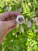 Load image into Gallery viewer, Campanula – Spotted Bellflower
