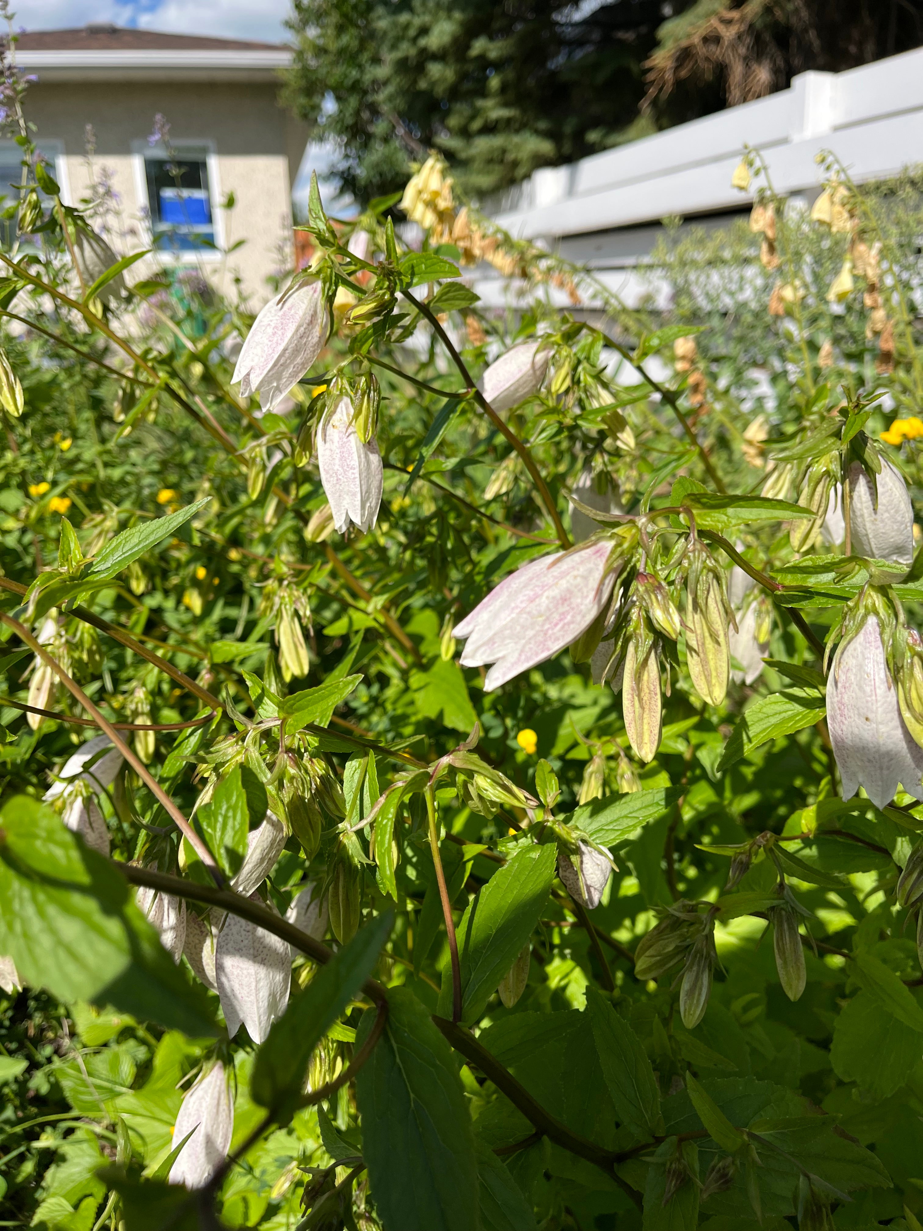 Campanula – Spotted Bellflower