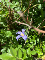 Load image into Gallery viewer, Clematis – Border
