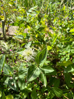 Load image into Gallery viewer, Clematis – Border
