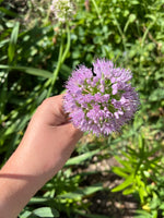 Load image into Gallery viewer, Allium - Wide-Leaved
