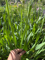 Load image into Gallery viewer, Allium - Wide-Leaved
