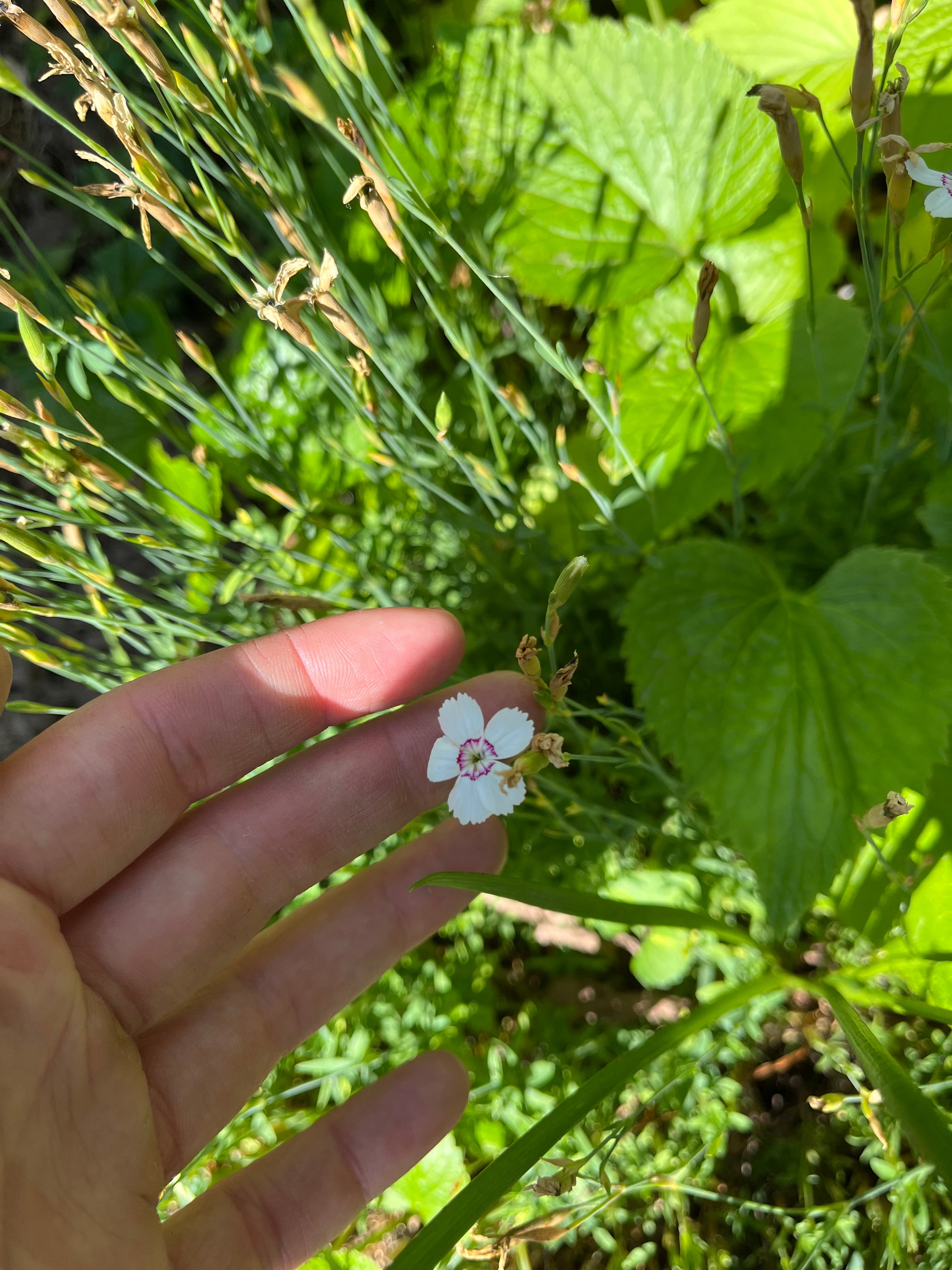 Dianthus – Maiden Pink ‘Arctic Fire’