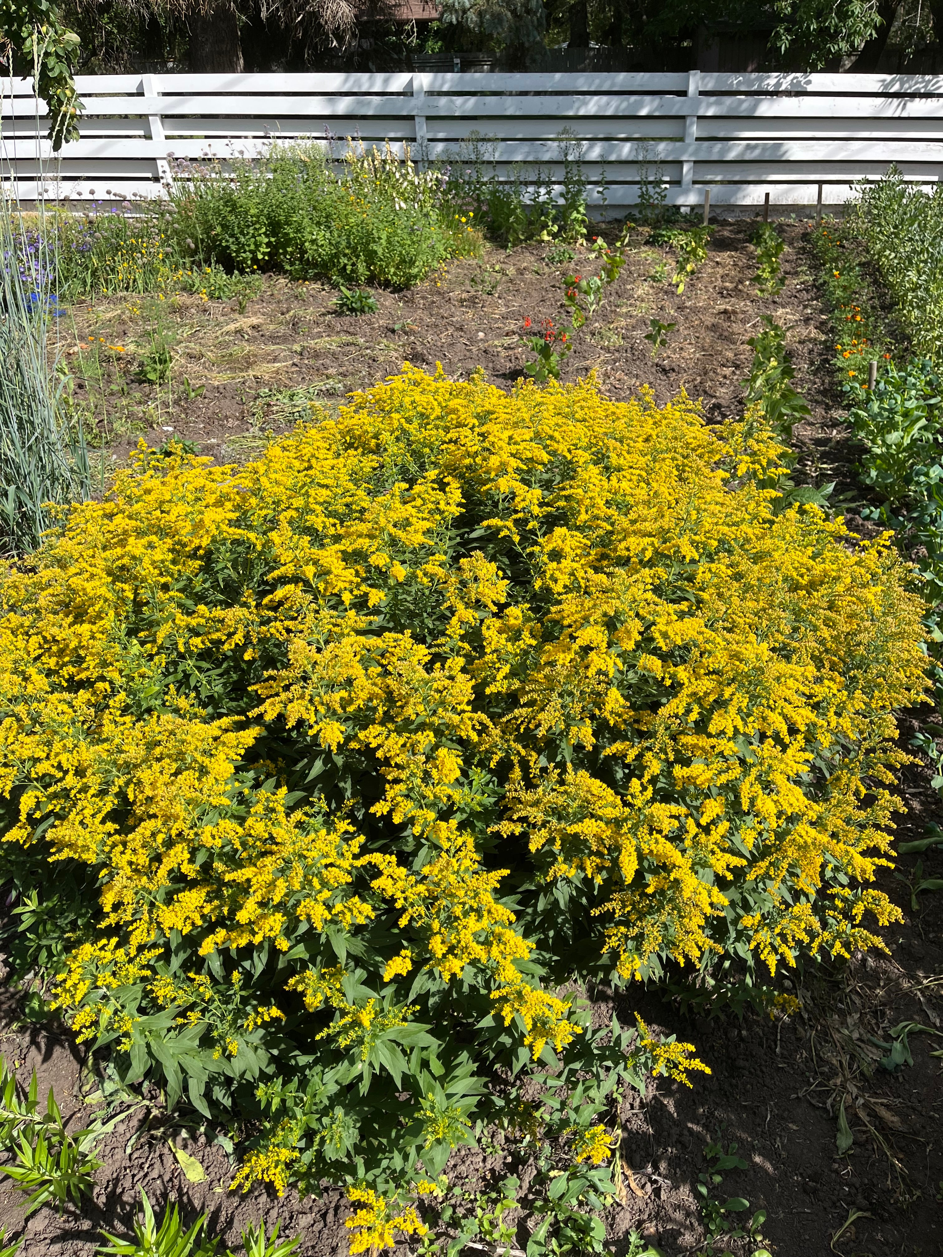 Solidago - Canada Goldenrod