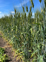Load image into Gallery viewer, Wheat (Durum) - Antiguo de Ronda
