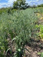 Load image into Gallery viewer, Oat (Hulless) - Burrows
