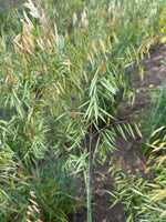 Load image into Gallery viewer, Oat (Hulless) - Kleiner Nackthafer
