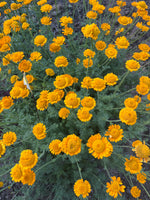 Load image into Gallery viewer, Anthemis - Saint John's Chamomile
