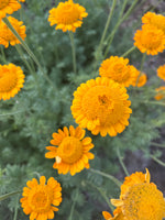 Load image into Gallery viewer, Anthemis - Saint John's Chamomile
