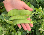 Load image into Gallery viewer, Snow Pea (Bush) - Oregon Giant
