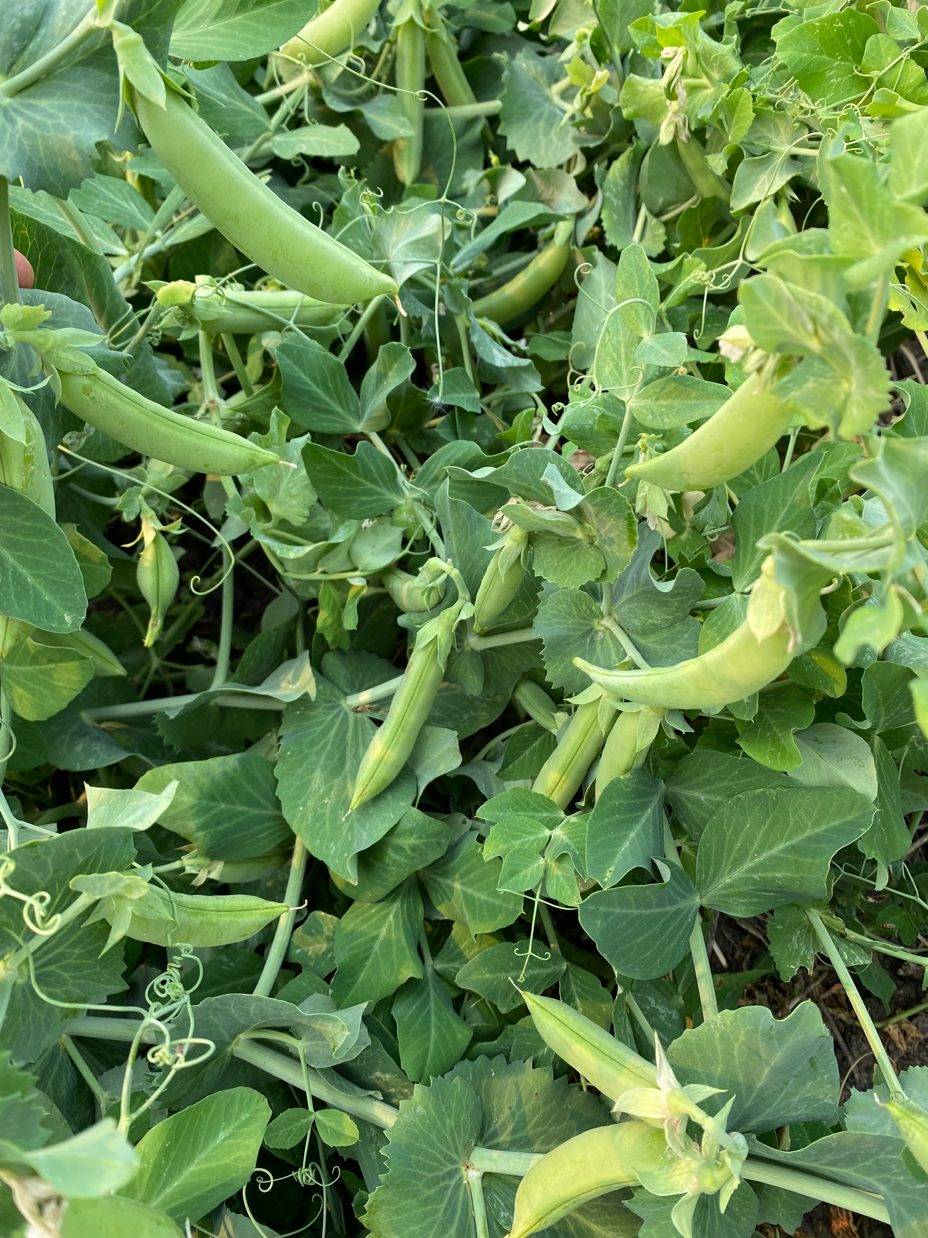 Snap Pea (Bush) - Mega