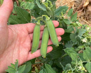 Shelling Pea (Bush) - Aristagreen