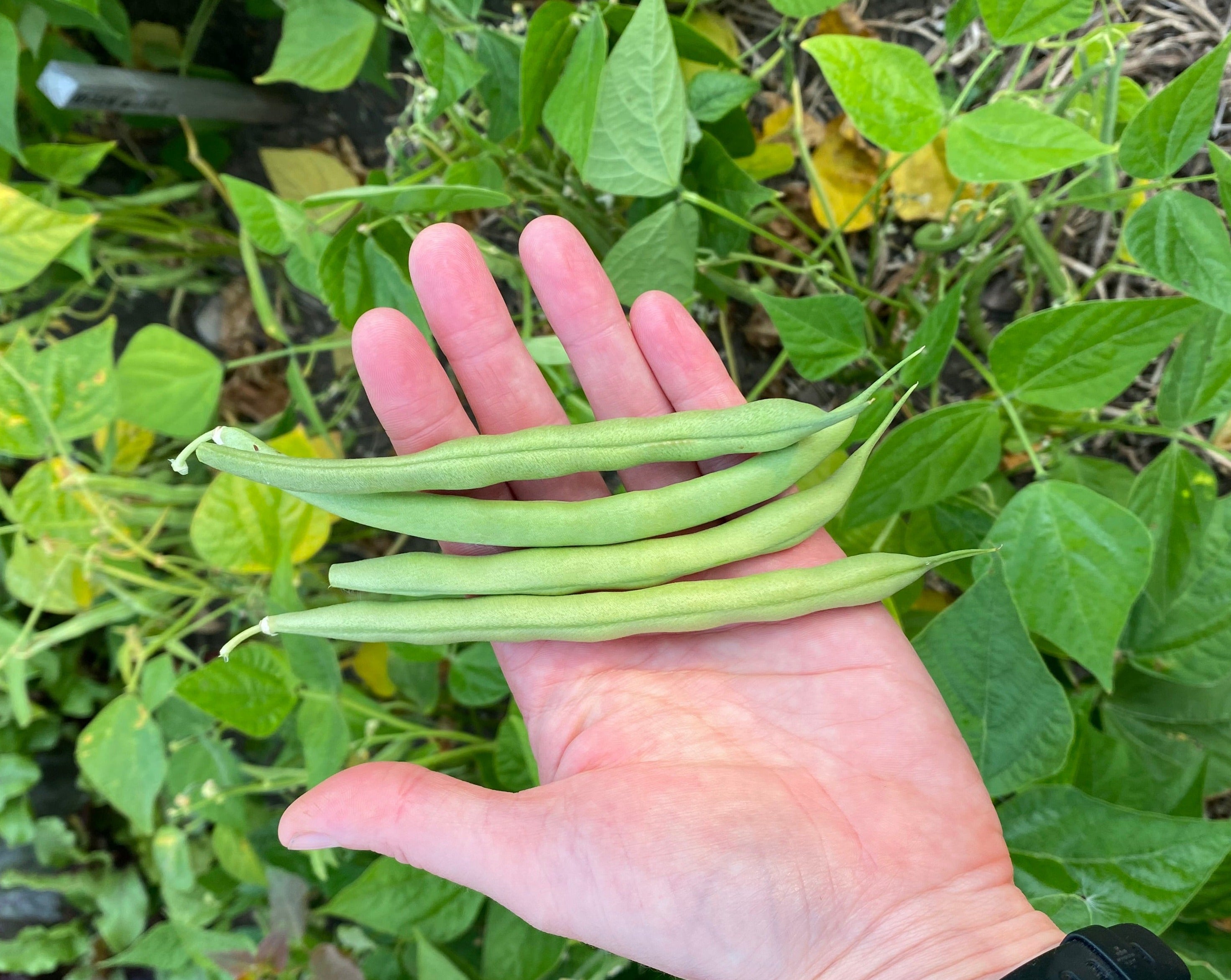 Green Bean (Bush) - Venture