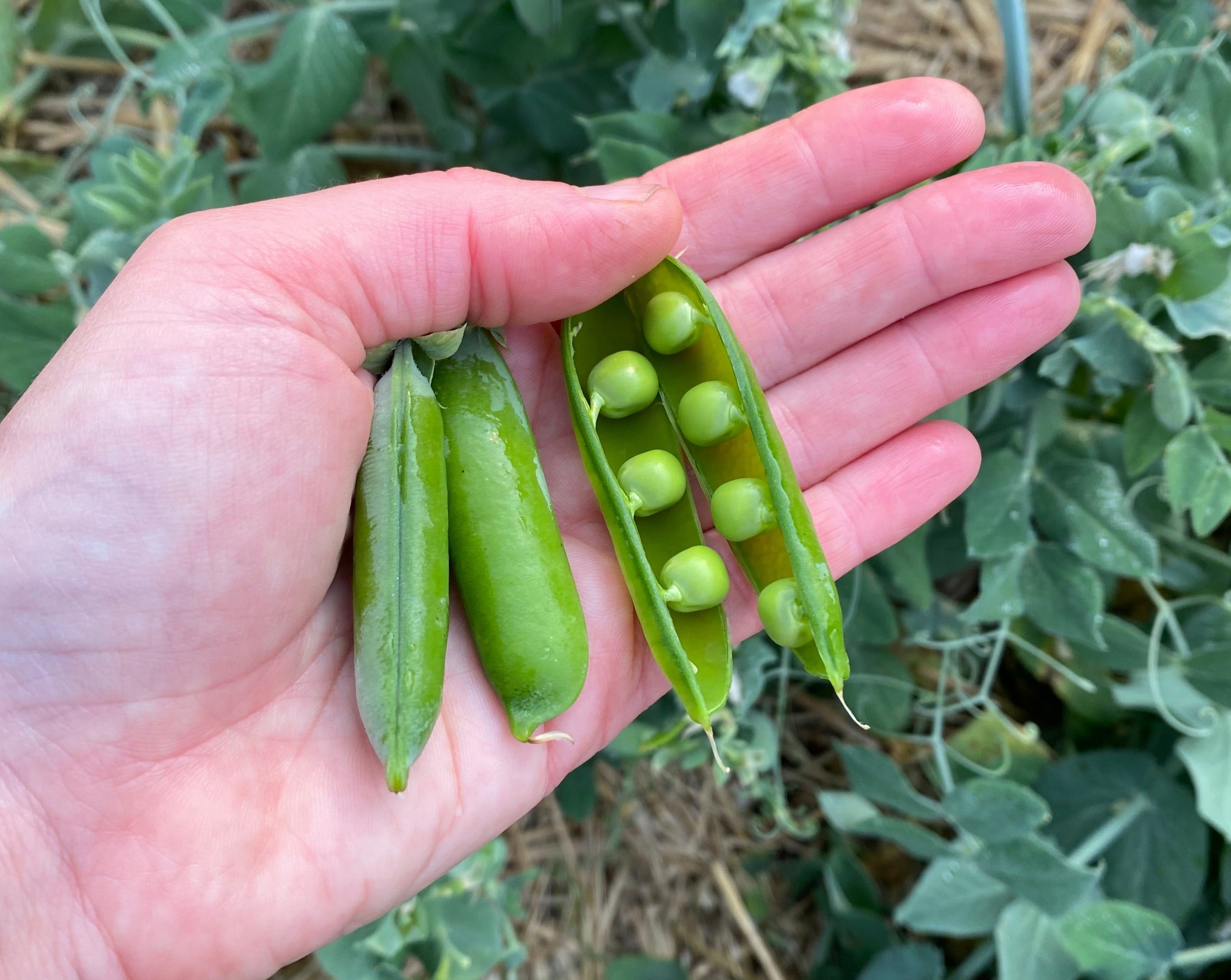 Shelling Pea (Bush) - Aristagreen