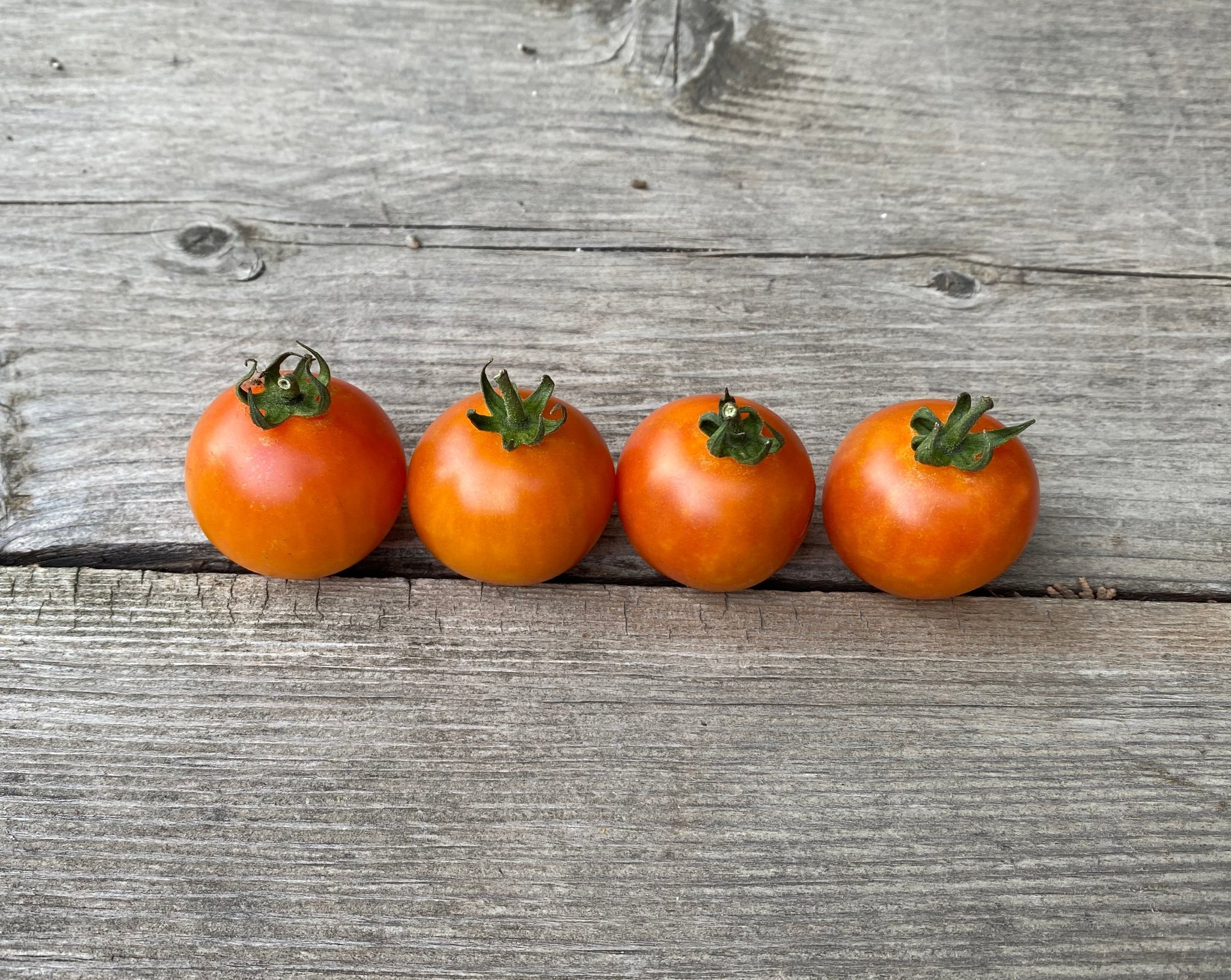 Tomatoes – Tagged 