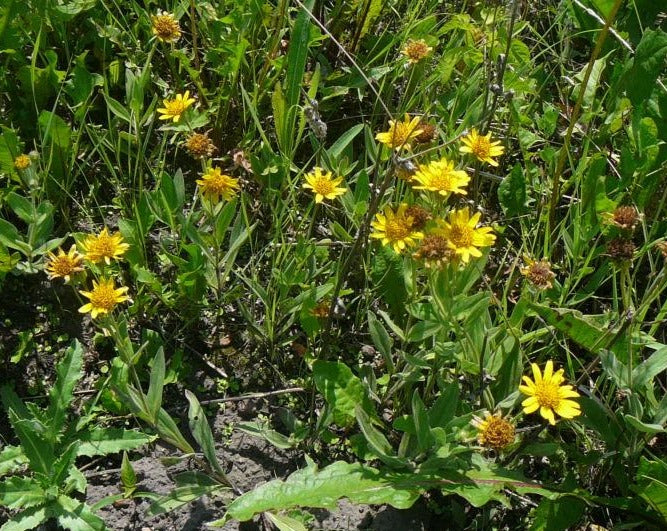 Arnica – Mountain Arnica – Prairie Garden Seeds