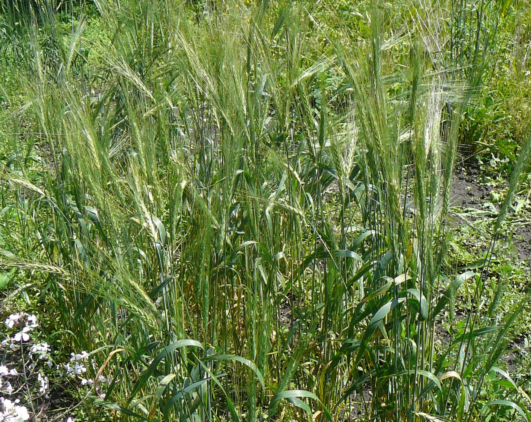 Wheat (Species) - Ethiopian