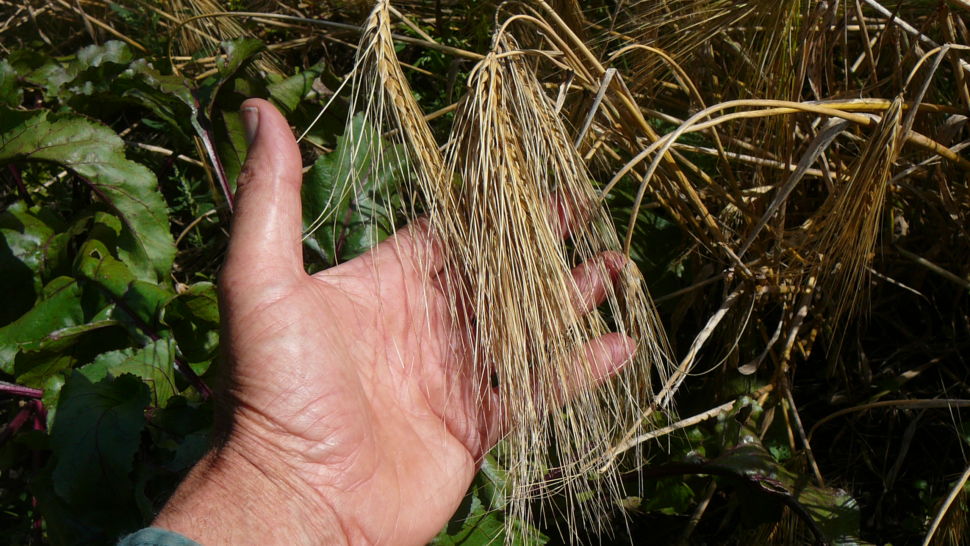 Wheat Cross - Tritordeum