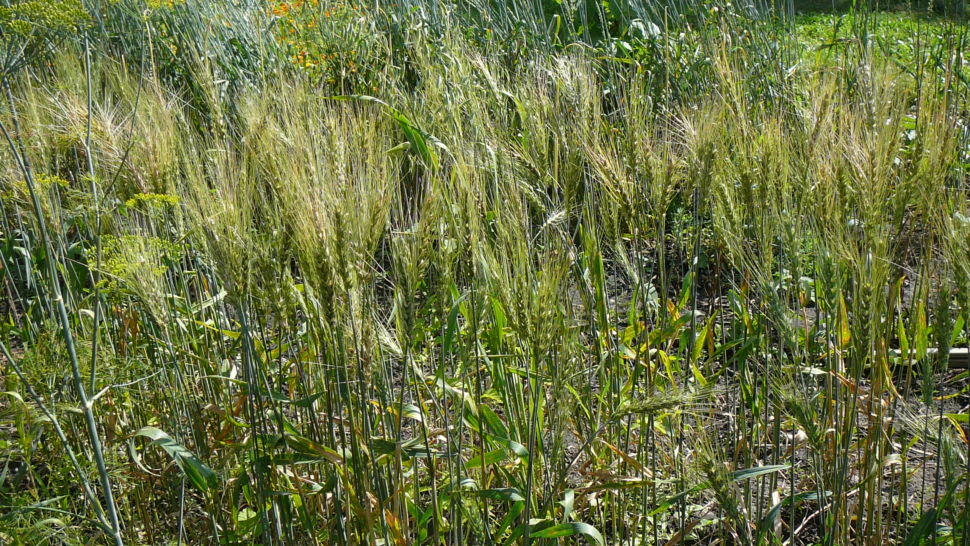 Wheat (Bread) - Purple – Prairie Garden Seeds