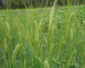 Barley (Hulled) - Hordeum Zeocrithon