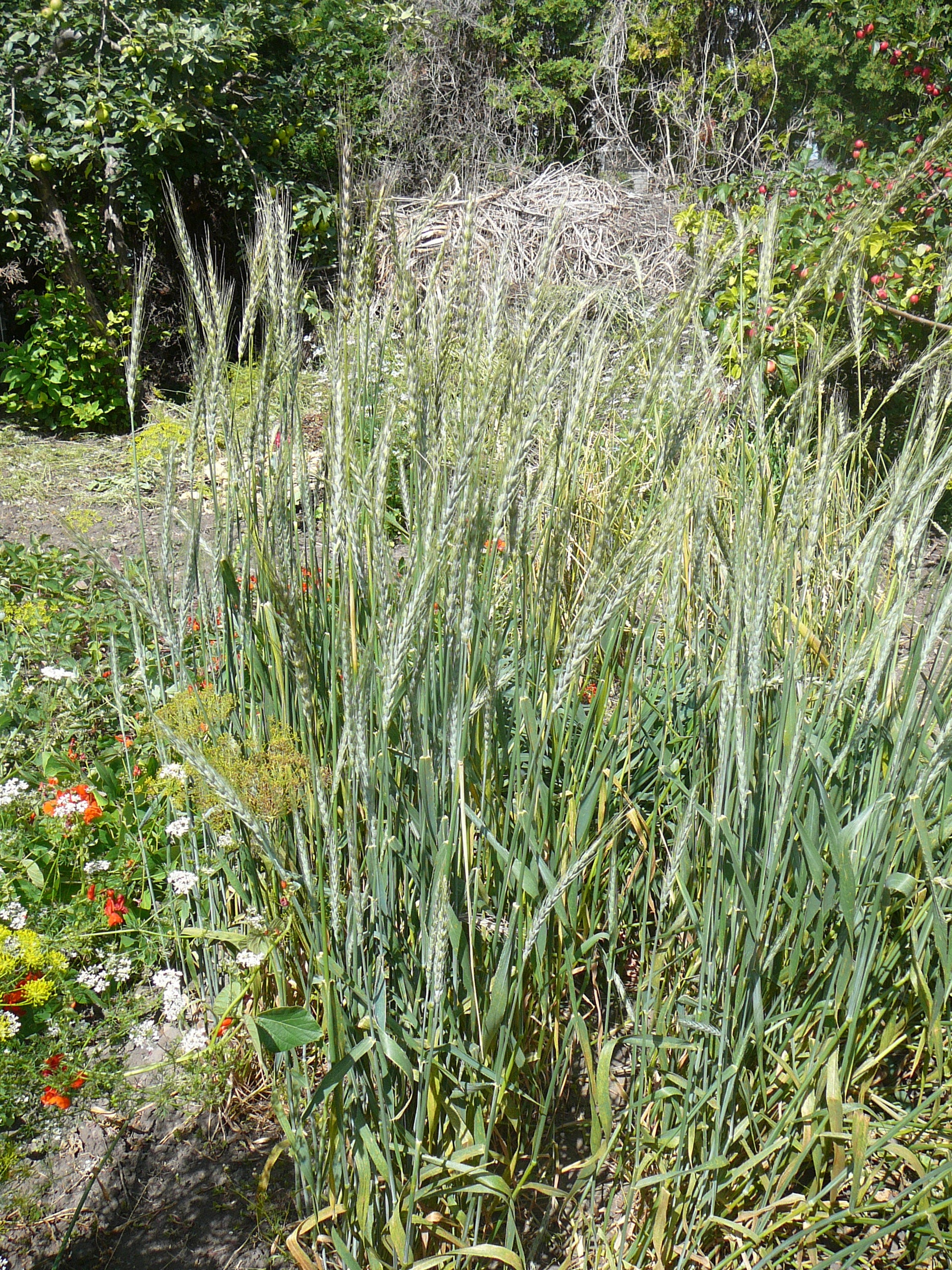 Wheat (Spelt) - German