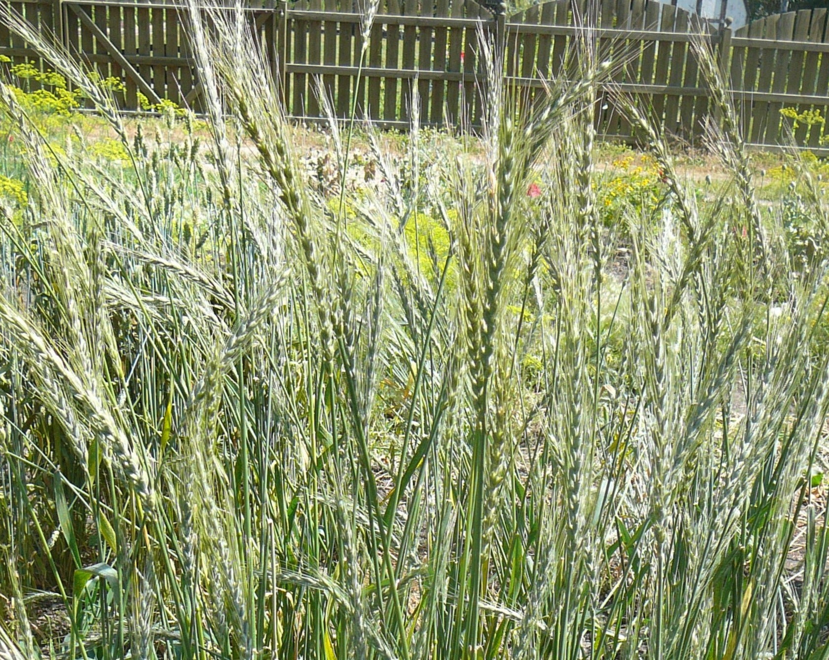 Wheat (Spelt) - German