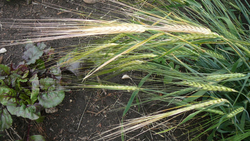 Barley (Hulless) - Ethiopian