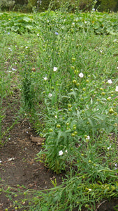 Flax - Golden Oilseed