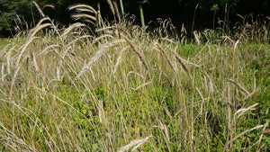 Rye - Perennial