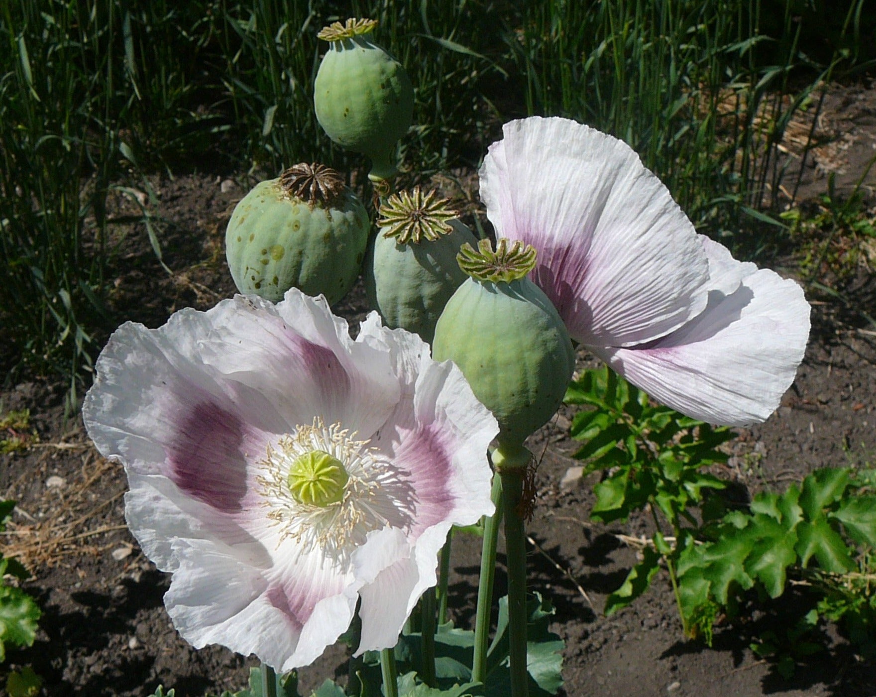 Other Seed Crops – Tagged 