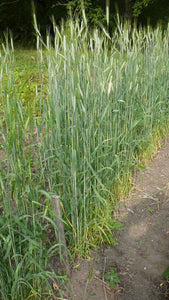 Wheat (Emmer) - Dark Hulled