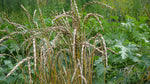 Load image into Gallery viewer, Wheat (Spelt) - Fall
