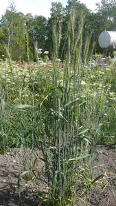 Wheat Cross - Tritinaldia