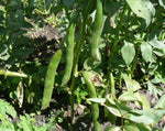 Load image into Gallery viewer, Broad Bean/Fava - Andy&#39;s Broad Bean
