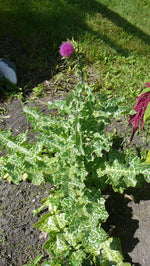 Load image into Gallery viewer, Silybum - St. Mary&#39;s Milk Thistle
