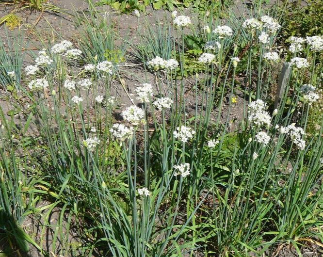 Allium - Garlic Chives