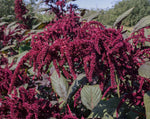 Load image into Gallery viewer, Amaranth - Hopi Red Dye
