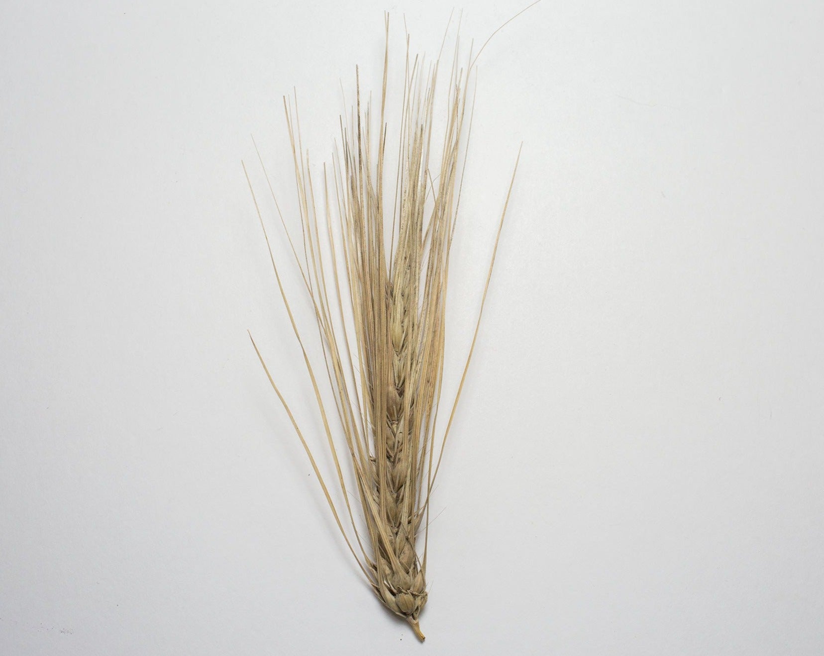 Barley (Hulless) - Excelsior