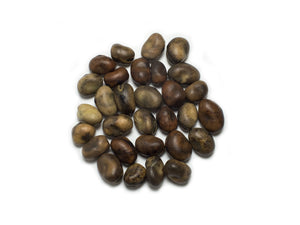 Broad Bean/Fava - Coffee Bean