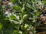 Load image into Gallery viewer, Broad Bean/Fava - Ianto&#39;s Return
