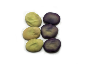 Broad Bean/Fava - Ianto's Return