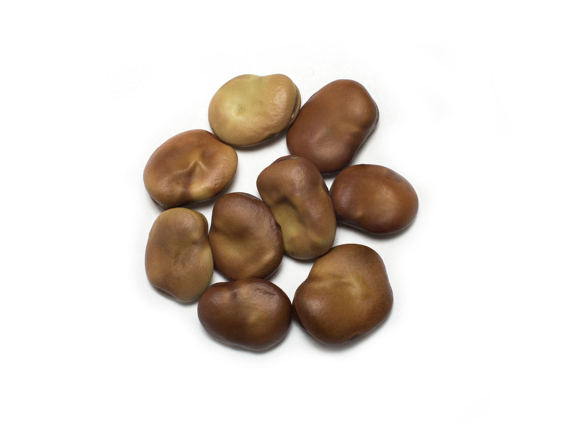 Broad Bean/Fava - Jubilee Hysor