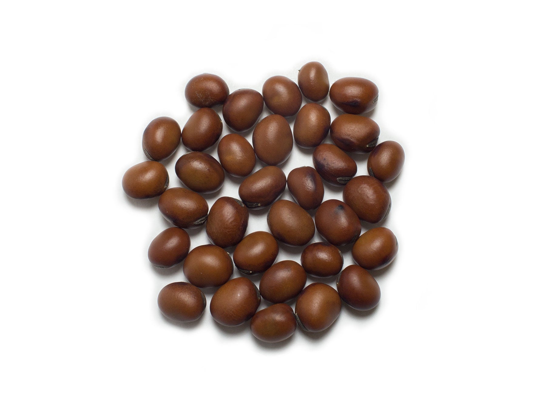 Broad Bean/Fava - Martock