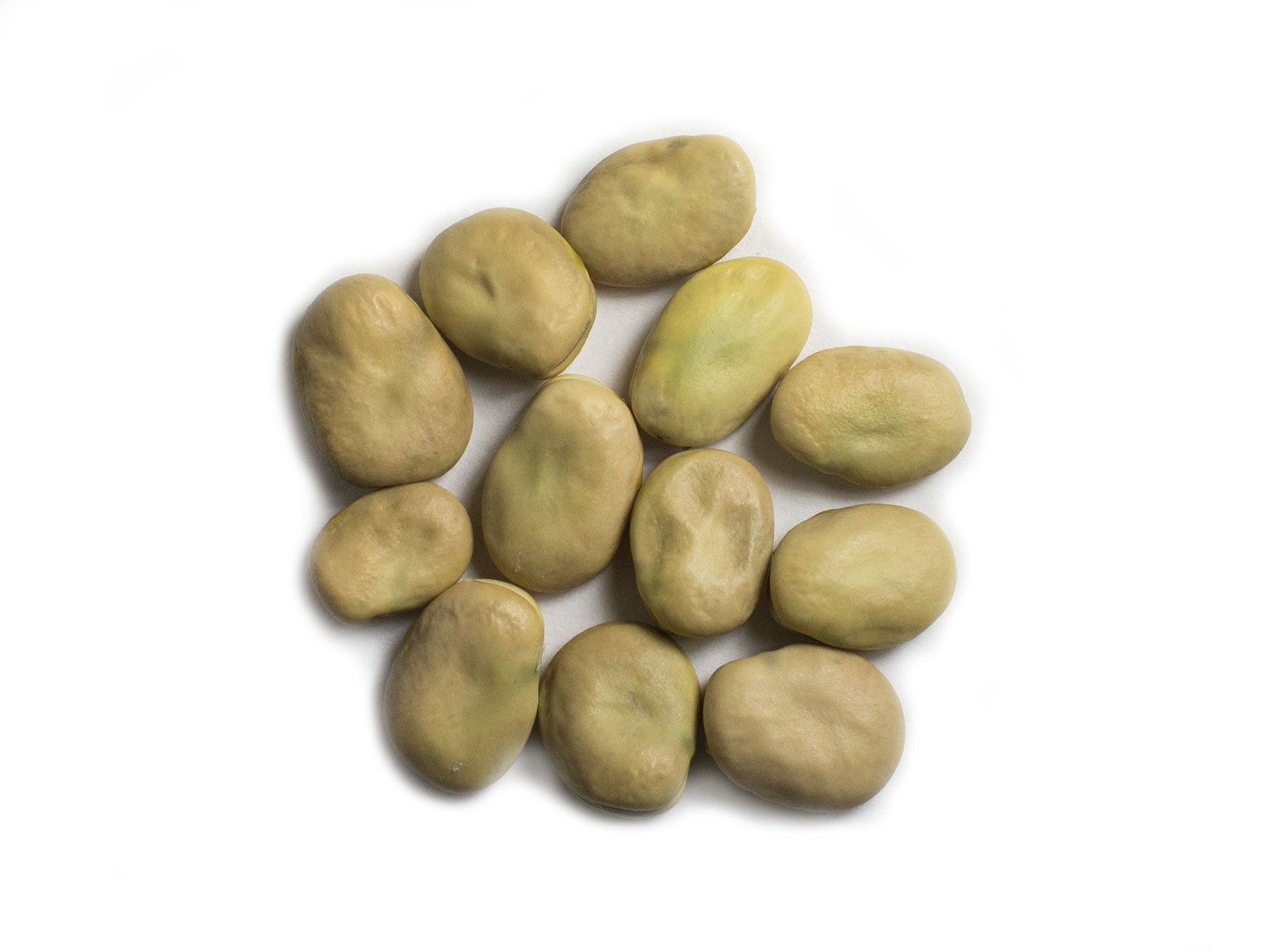 Broad Bean/Fava - Threefold White