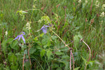 Load image into Gallery viewer, Clematis - Blue-flowered
