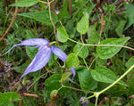 Load image into Gallery viewer, Clematis - Blue-flowered
