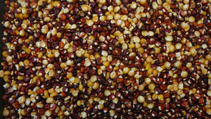 Dry Corn - Cascade Ruby-Gold