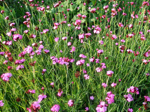 Dianthus – Clusterhead Pink
